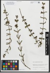 Foto von Salix amplexicaulis Bory